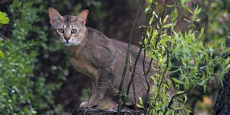 Chausie – intelligent and active cat | DinoAnimals.com