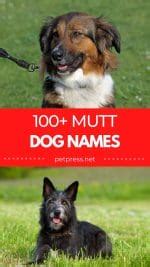 Best Mutt Dog Names: 100+ Names for Your Mixed-Breed Pooch