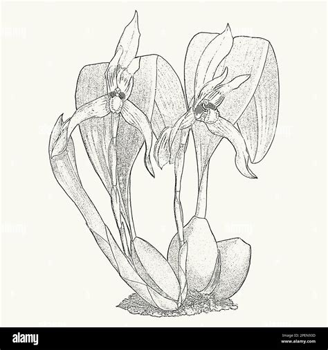 Tropical cattleya orchid flower sketch postcard. Botanical drawing in monochrome style Stock ...