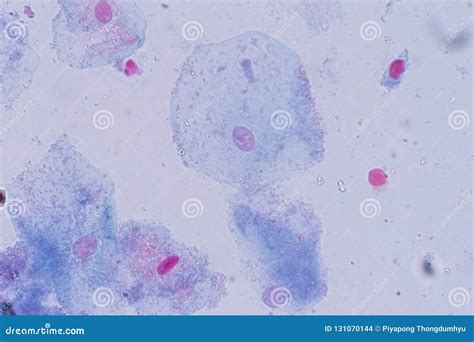 Squamous Epithelial Cell Cell Structure of Human Under Microscope View for Education in ...