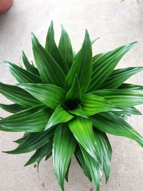 My Life of Plants: Dracaena Janet Craig Compacta and Variegated Compacta