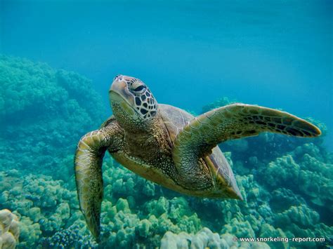 Snorkeling with sea turtles in Turtle Town, Maui | Snorkeling in Hawaii