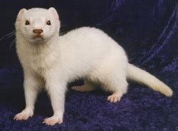 Ferret Colors - Ferret Edu