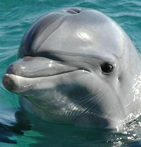 51 best images about Dolphins on Pinterest | About dolphins, Dolphins ...