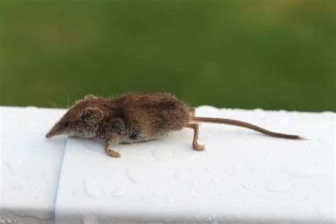 Cottage Country Reflections: How to tenderize a mouse, mole, vole, shrew