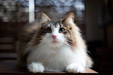 Fluffy Cat Breeds That Are Perfect for Snuggling | Reader's Digest