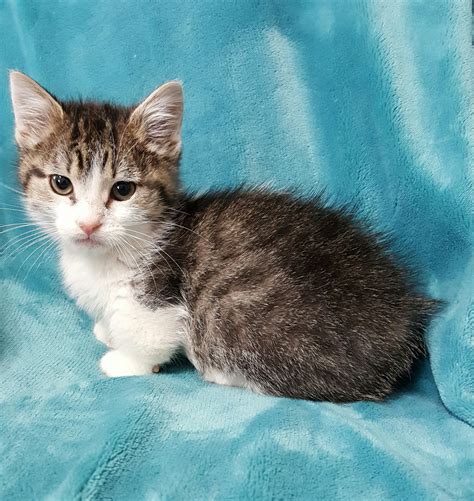 Munchkin Cats For Sale | Ava, MO #181409 | Petzlover