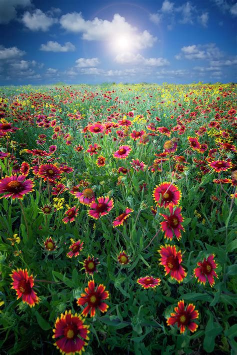 Texas Wildflowers Photograph by Dean Fikar