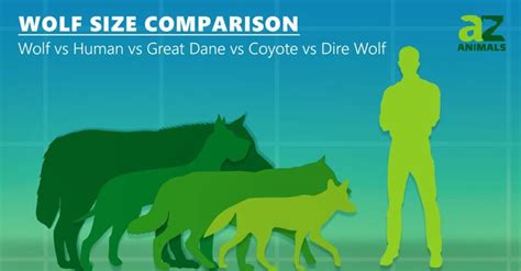 Dire Wolf Size Chart