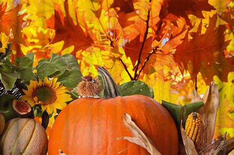 Rustic Autumn Pumpkins Jack O'lantern Golden Leaves Wooden Sunlight ...