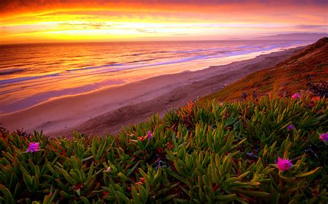 beach, Ocean, Sunset, Plant, Flowers, Shore, Coast, Sea, Waves, Sky ...