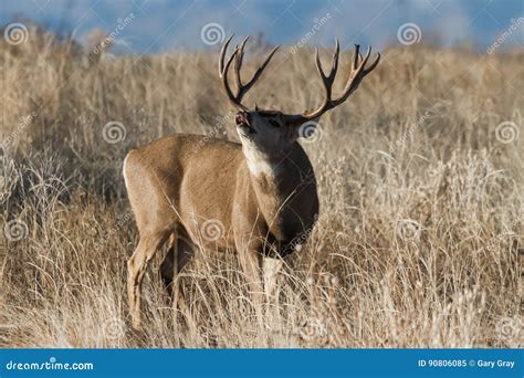 Mule Deer in Colorado stock image. Image of mule, ears - 90806085