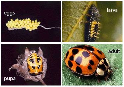 Beetle Life Cycle