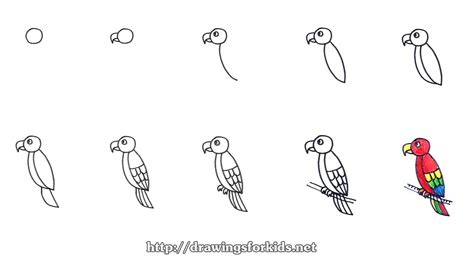 How To Draw A Cute Parrot Easy Step By Step For Kids Cute Easy Drawings | Images and Photos finder