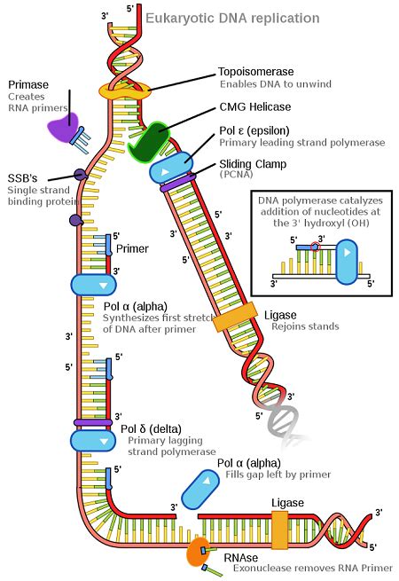 DNA Polymerase | Definition, Structure & Function - Lesson | Study.com