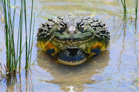 African Bullfrog Facts and Pictures