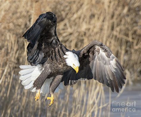 Bald Eagle Hunting Photograph by Dennis Hammer - Pixels