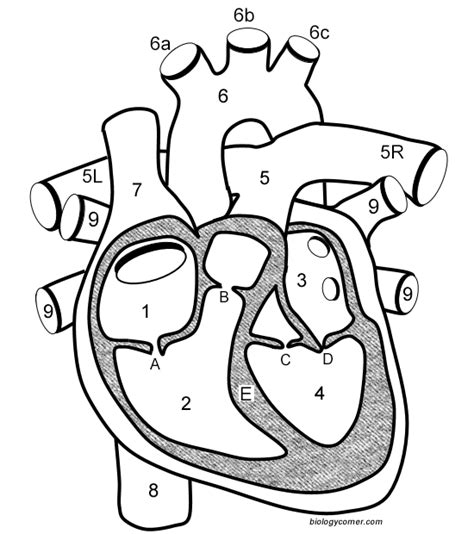 Learn the Anatomy of the Heart