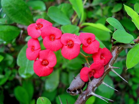 How to Grow and Care for a Crown of Thorns Plant