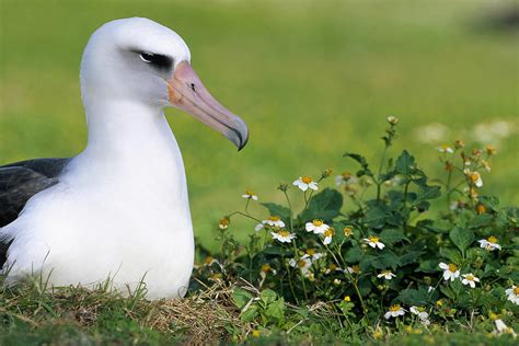 Laysan Albatross Nesting Hawaii Photograph by Tui De Roy - Pixels