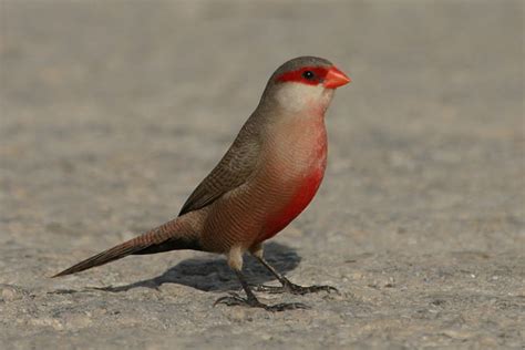 Jupiter Birding: Common Waxbill