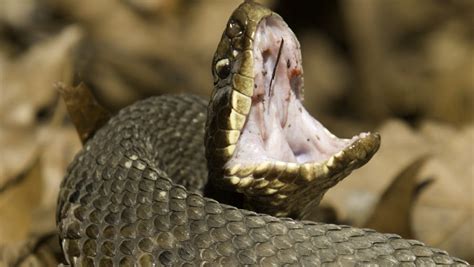 Six-year-old girl survives cottonmouth snake bite