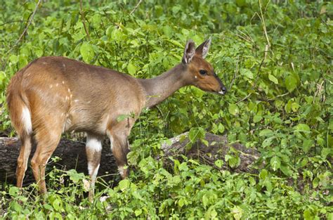 Bushbuck - Ram - Africa Mammals Guide