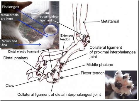 Cat Paw Anatomy