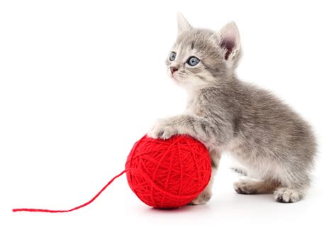 Kitten With Ball Of Yarn Stock Photo - Download Image Now - iStock