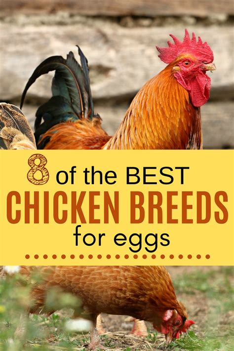 8 of the Best Chicken Breeds for Eggs | Chicken breeds for eggs, Chicken breeds, Best laying ...