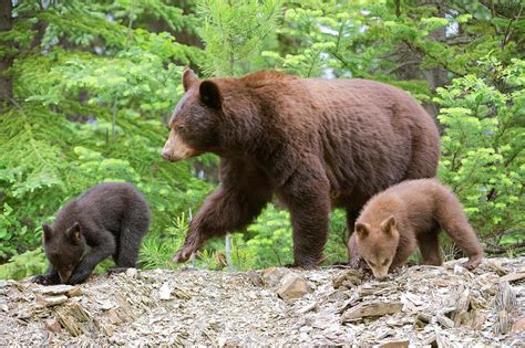 American Black Bear And Cubs Photograph by Dr P. Marazzi