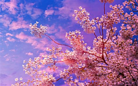 Cherry Blossom tree Wallpaper 4k HD ID:4625