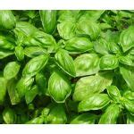 Ornamental Herb Seeds - SeedEmpire.com