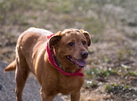 Shelter Dogs of Portland: "BERNADETTE" pretty red Lab mix