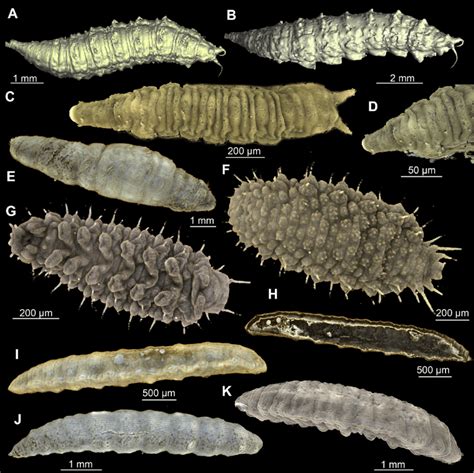 Diversity of fly larvae in Baltic amber. All volume renders based on ...