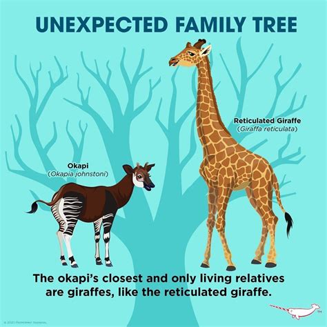 Peppermint Narwhal Creative on Instagram: “Unexpected Family Tree. The Okapi’s (Okapia johnstoni ...