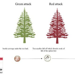 1: The generalised life cycle of the European spruce bark beetle and... | Download Scientific ...