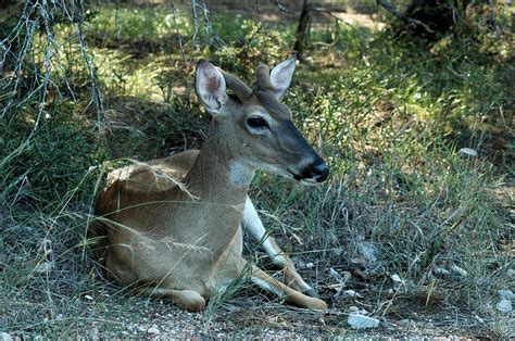 Baby Buck Photograph by Teresa Blanton - Pixels