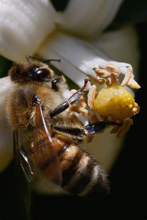 Start Bee Pollination Business | The Life of Bee