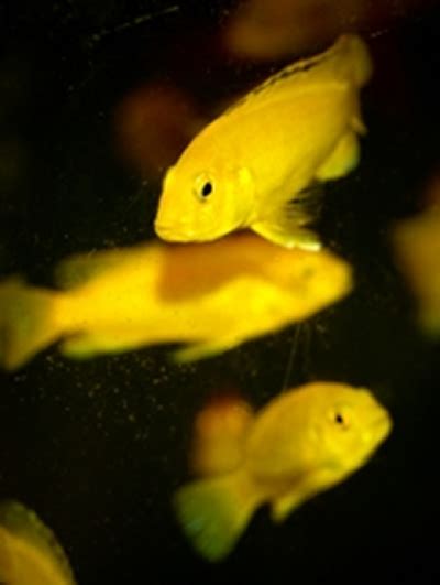 Electric Yellow (Yellow Lab) African Cichlid (Breeding Trios) – Rainforest Farms International