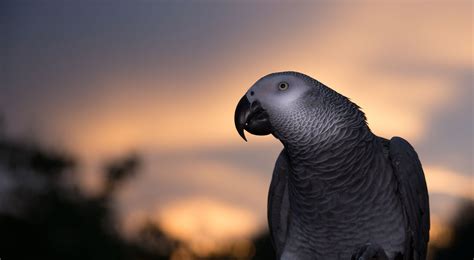 African Gray Parrot, african, bird, wildlife, looking, nature, gray, parrot, 2K, African Grey ...