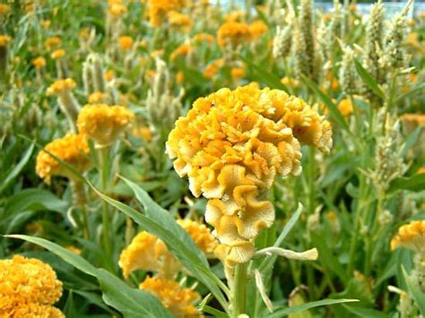 Cockscomb | Annual Flower, Edible Leaves, Bright Blooms | Britannica