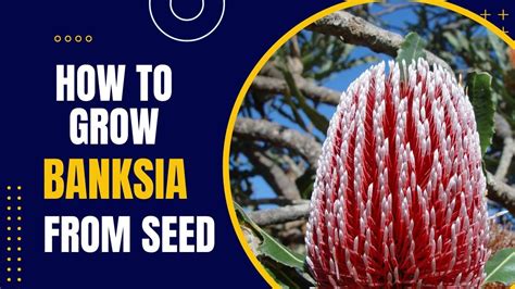 How To Grow Banksia From Seed | Australian Native Plants - YouTube