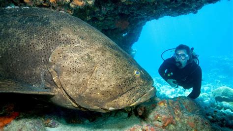 Grouper Fish: Habitat, Diet, Life Cycle, and Facts - FishOnTips