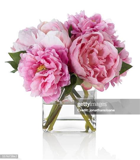 17,570 Peony Stock Photos, High-Res Pictures, and Images - Getty Images