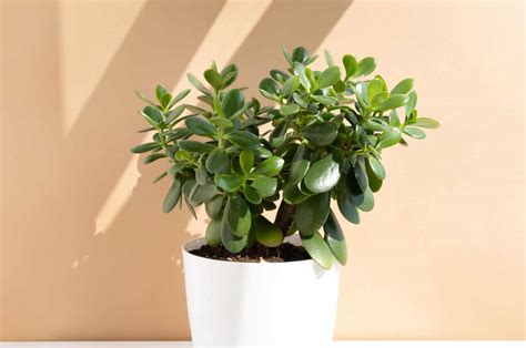 Jade Plant Benefits: Why You Should Grow A Crassula Ovata