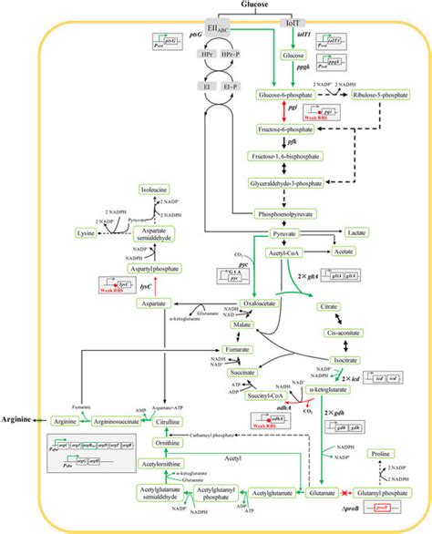 Schematic representation of the L-arginine biosynthesis pathway of C.... | Download Scientific ...