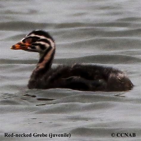 Red-necked Grebe - North American Birds - Birds of North America