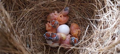 Part 4: Gouldian finch breeding - Planet Aviary