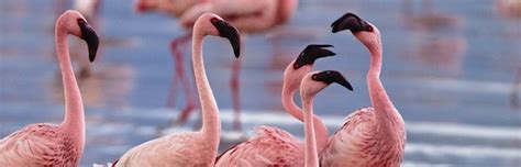 Flamingo Social Structure